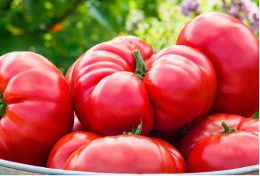 Mortgage Lifter Tomato Growing Instructions: